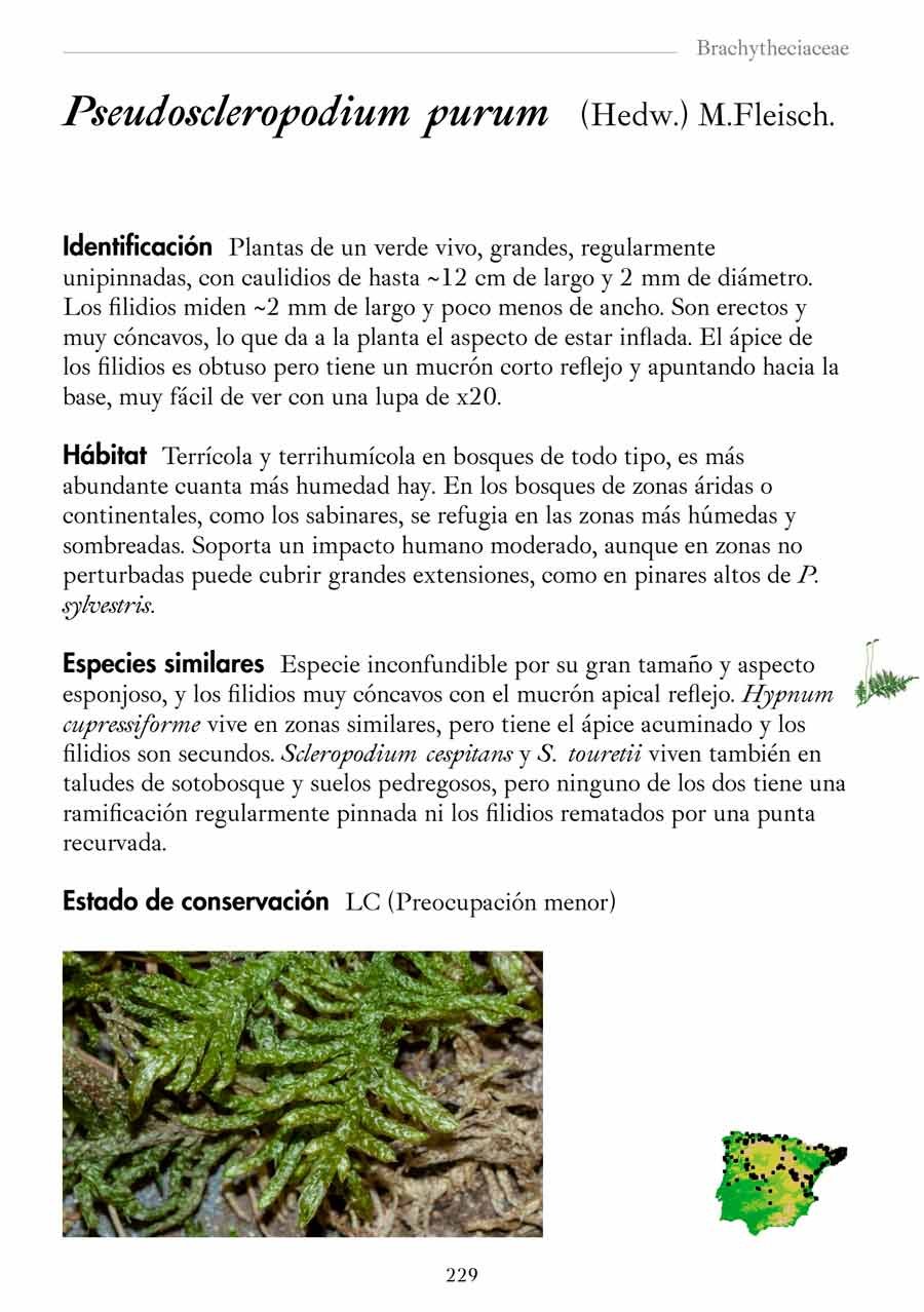 gua de campo brifitos de los bosques ibricos