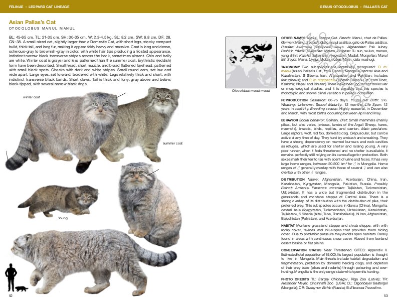 felids and hyenas of the world. wild cats, panthers, lynx, pumas, ocelots, caracals, and relatives