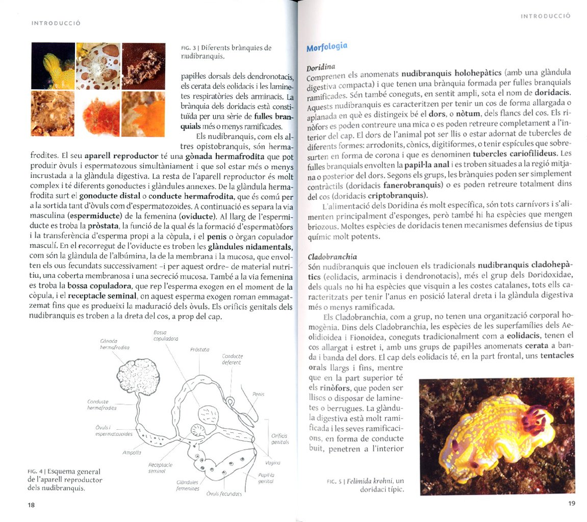 els nudibranquis del mar catal