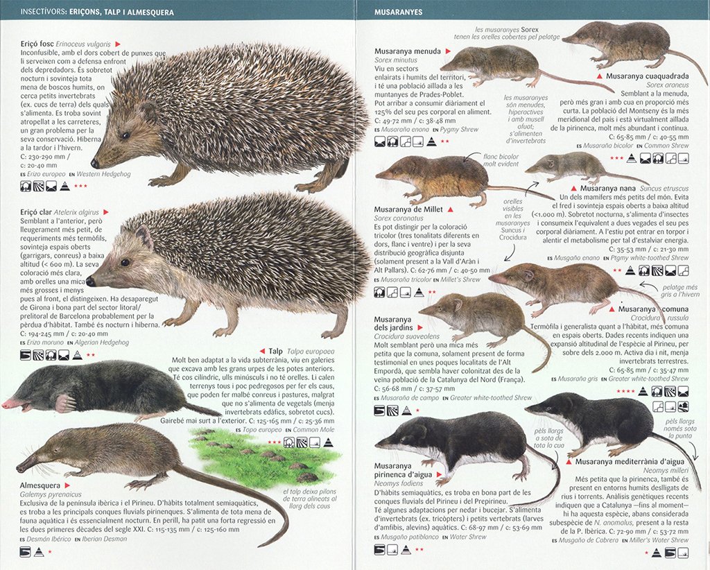 petits mamfers: insectvors, rosegadors i ratpenats de catalunya. miniguia de camp
