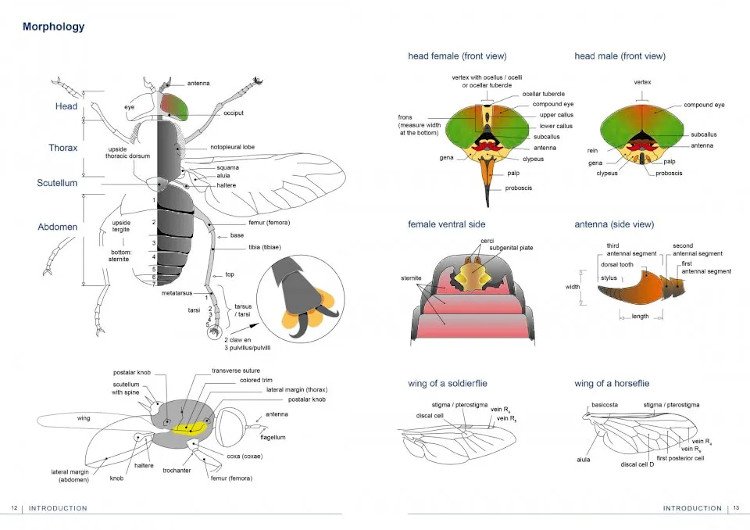 field guide to flies with three pulvilli. families of homeodactyla of northwest europe