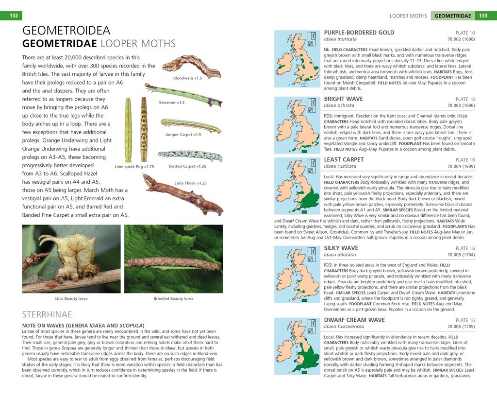 field guide to the caterpillars of great britain and ireland