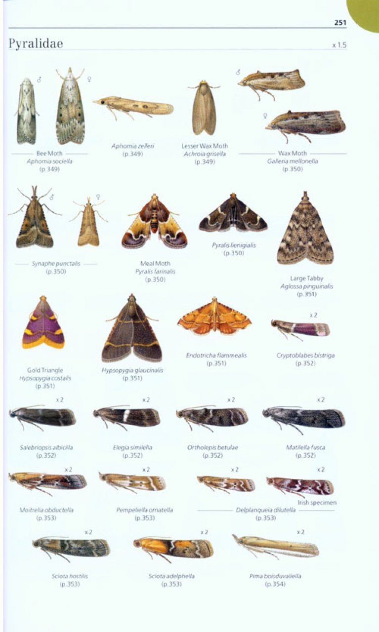 field guide to the micro-moths of great britain and ireland