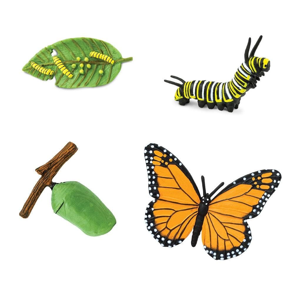 figuras ciclo de la vida - mariposa monarca