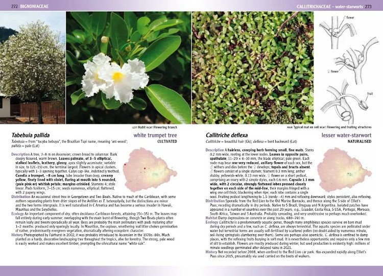 flowering plants & ferns of ascension island