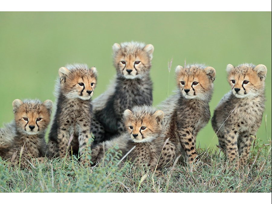 grandes gatos africanos