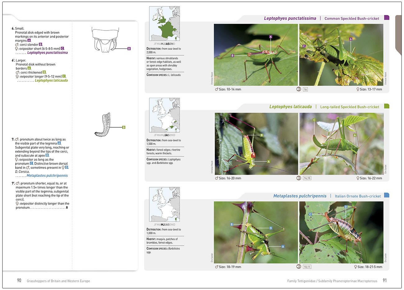 grasshoppers of britain and western europe. a photographic guide