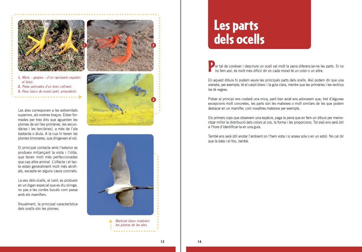 guia d'ocells per a nois i noies
