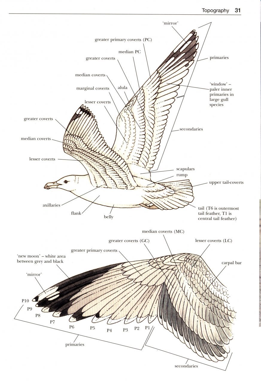 gulls of the world. a photographic guide