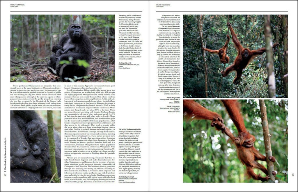 handbook of the mammals of the world. vol. 3 primates