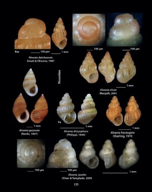 hellenic conches