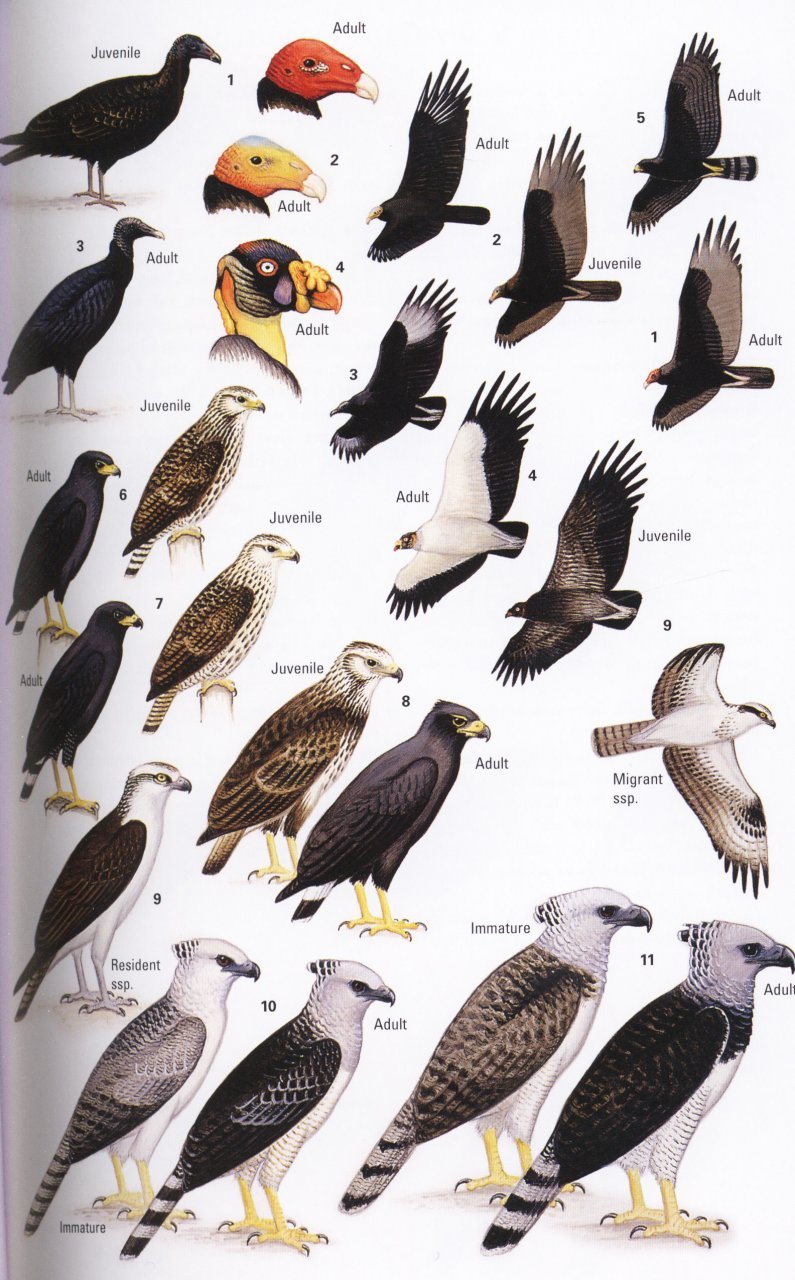 helm field guides. birds of belize