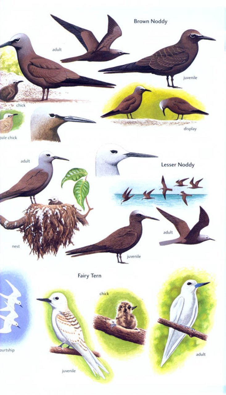 helm field guides. birds of seychelles