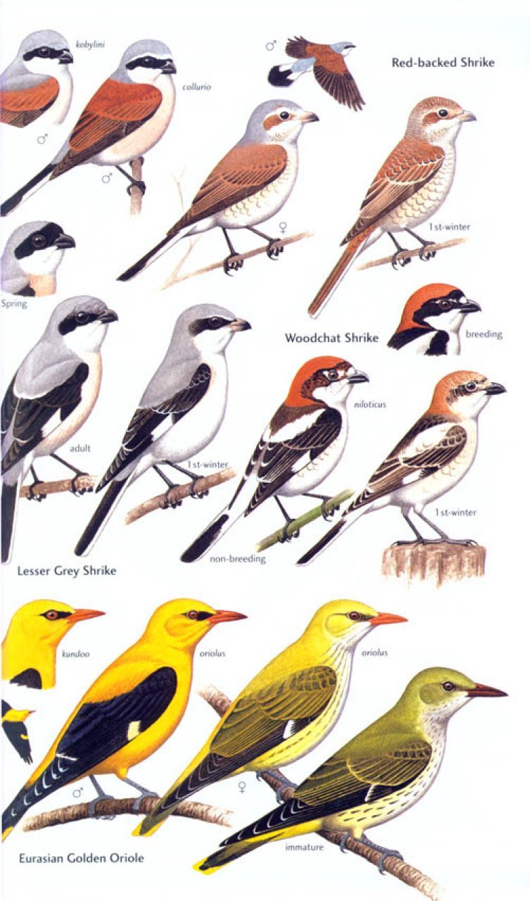 helm field guides. birds of seychelles