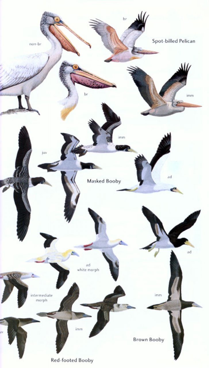 helm field guides. birds of sri lanka