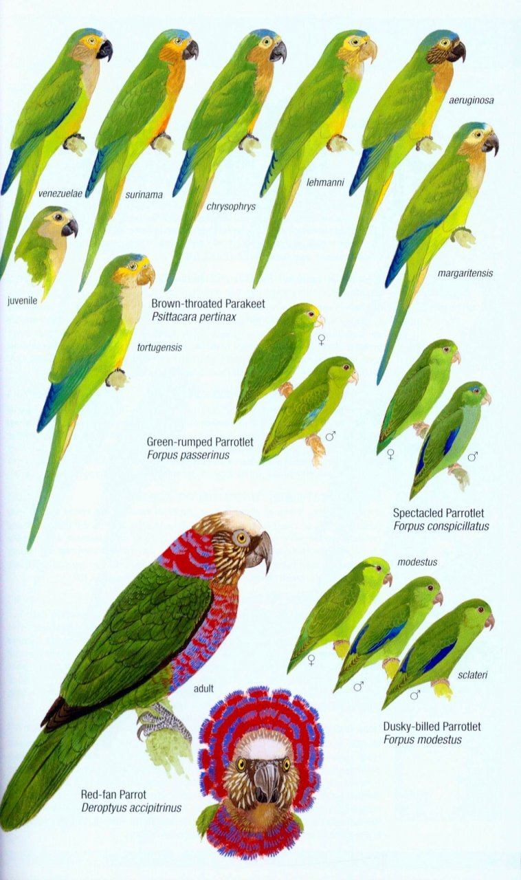 helm field guides. birds of venezuela