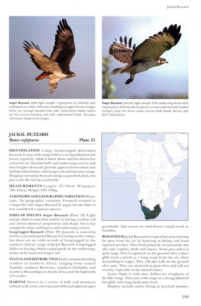 helm identification guides. african raptors