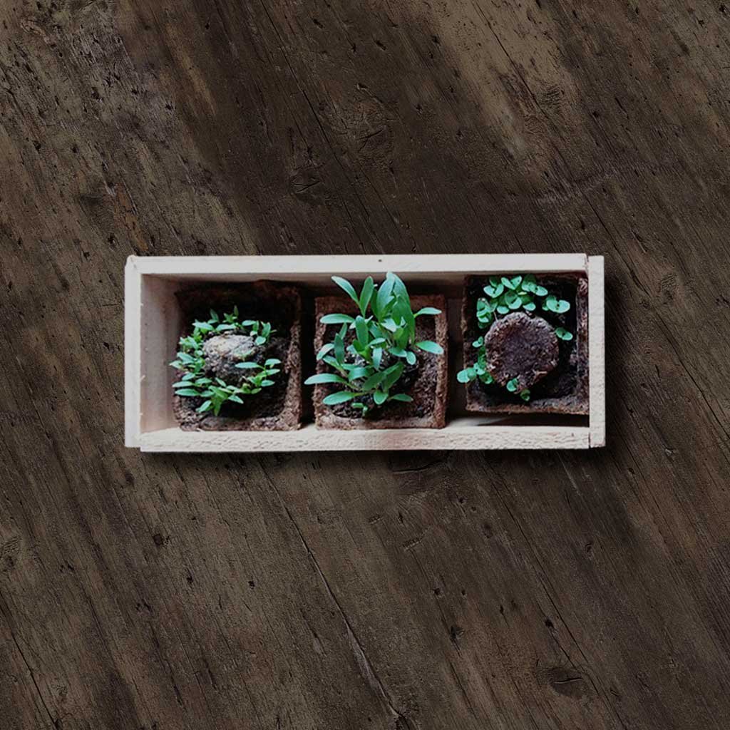 kit autocultivo pizza