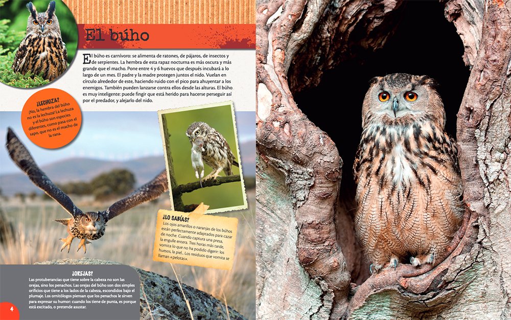 los animales del bosque