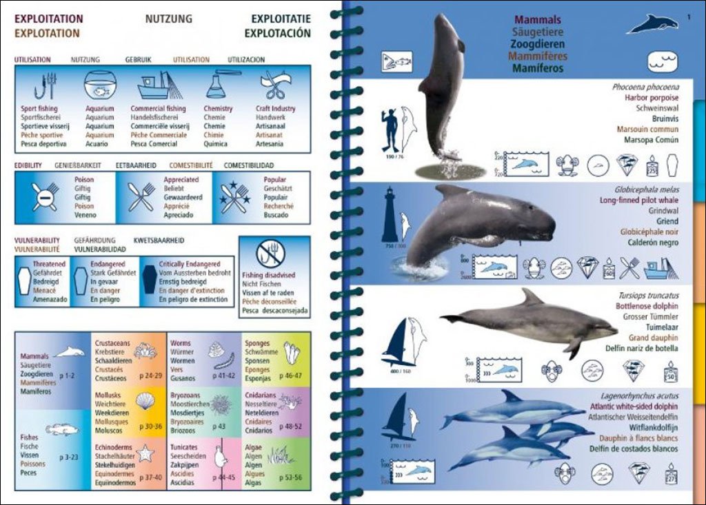 marine pictolife. eastern atlantic