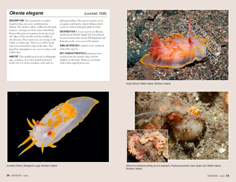 nudibranchs of britain, ireland and northwest europe