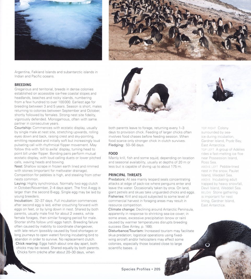 penguins. their world, their ways