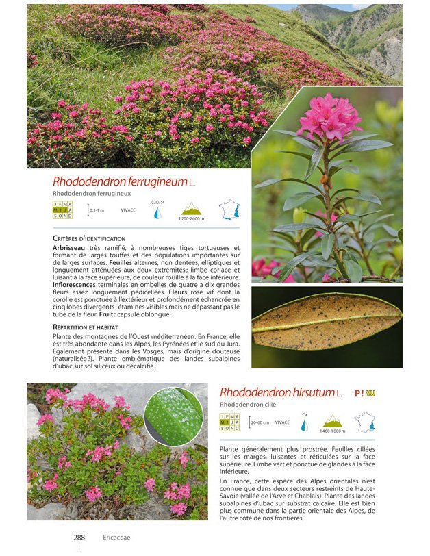plantes de montagne