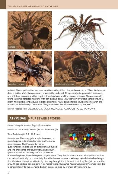 princeton field guide spiders of north america