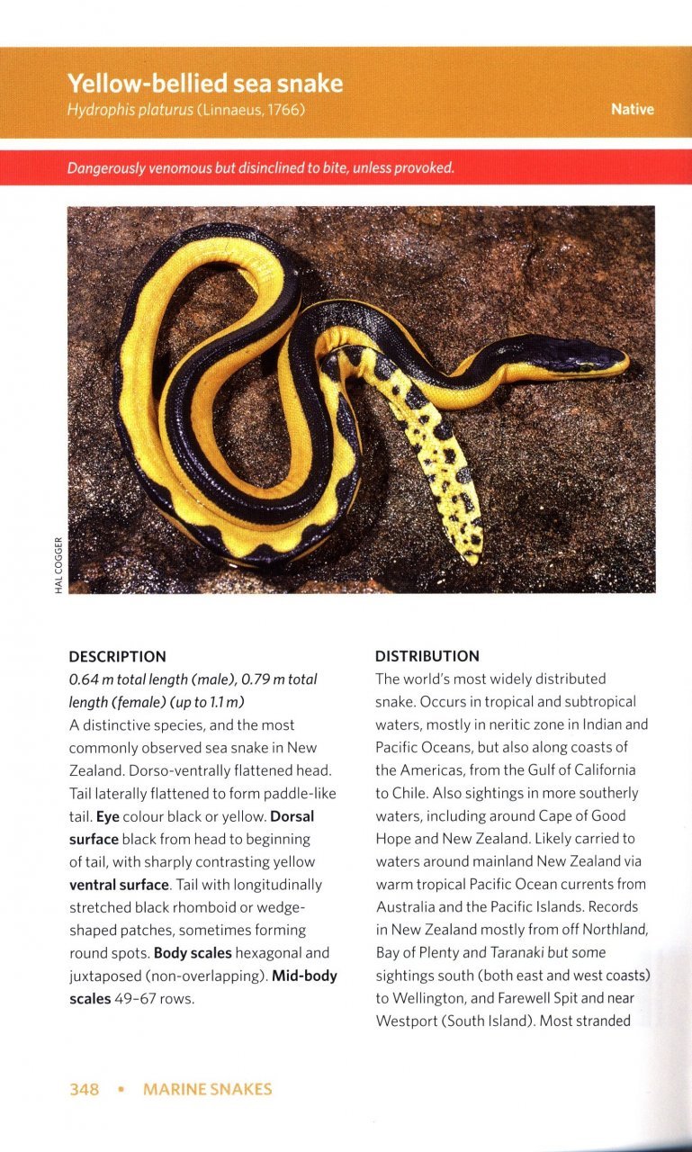 reptiles and amphibians of new zealand. a field guide