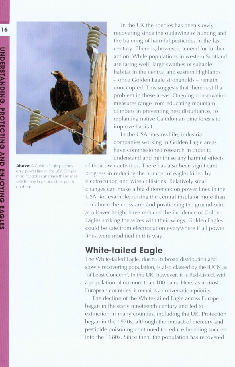 rspb spotlight: eagles