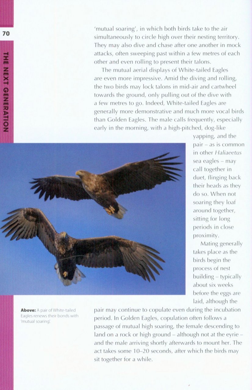 rspb spotlight: eagles