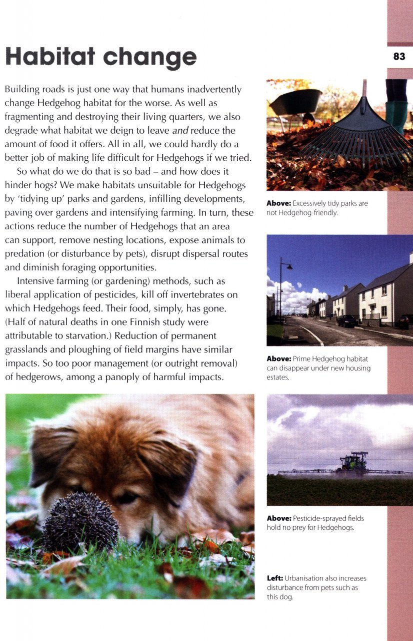 rspb spotlight: hedgehogs