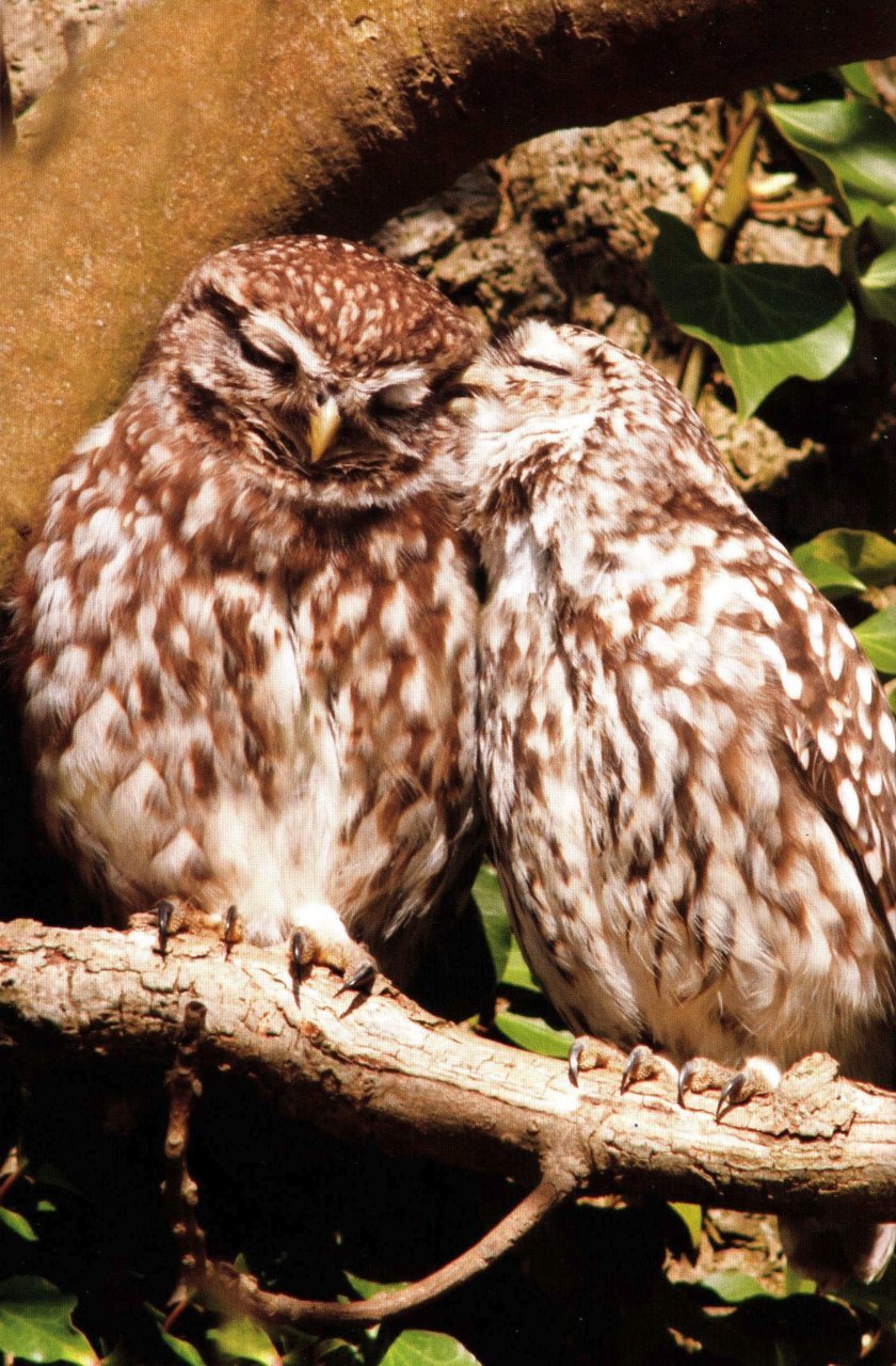 rspb spotlight: owls
