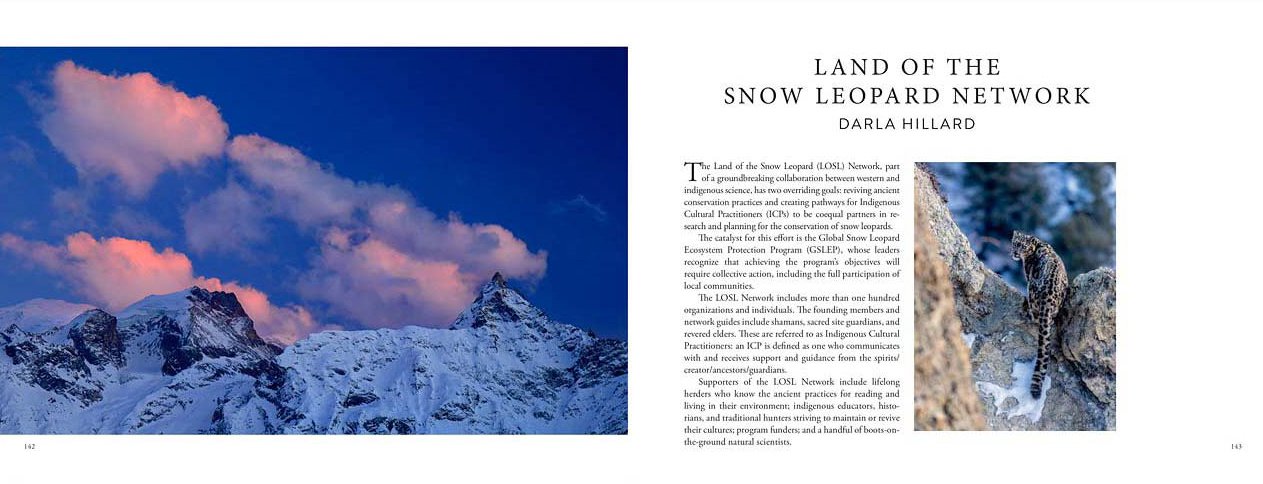 searching for the snow leopard. guardian of the high mountains