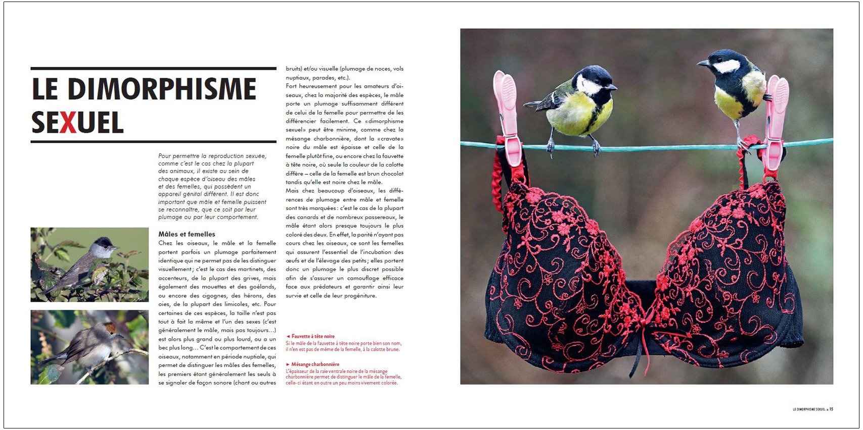 sexe et seduction chez les oiseaux