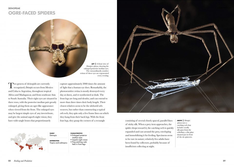spiders of the world. a natural history