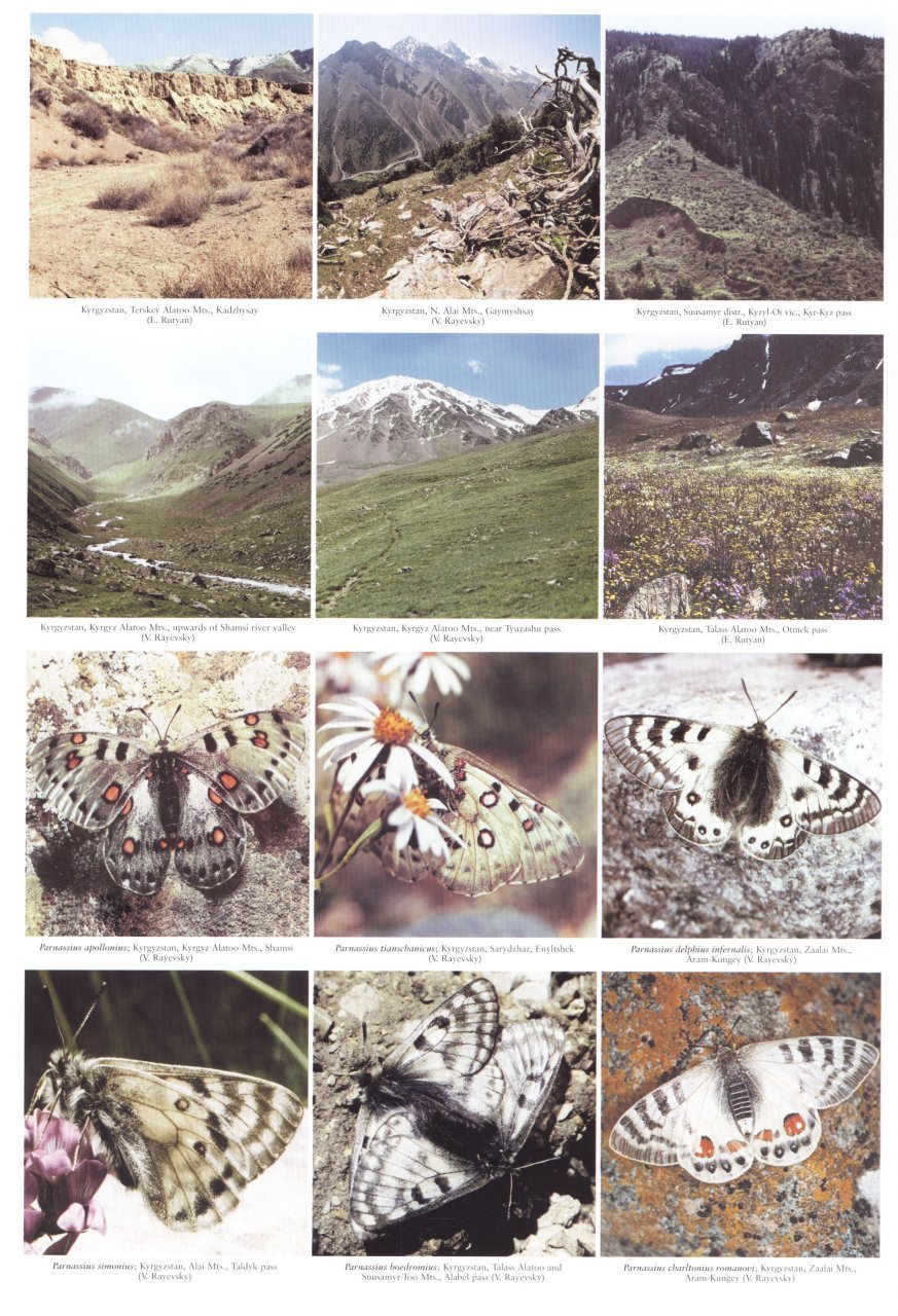 the butterflies of kyrgyzstan
