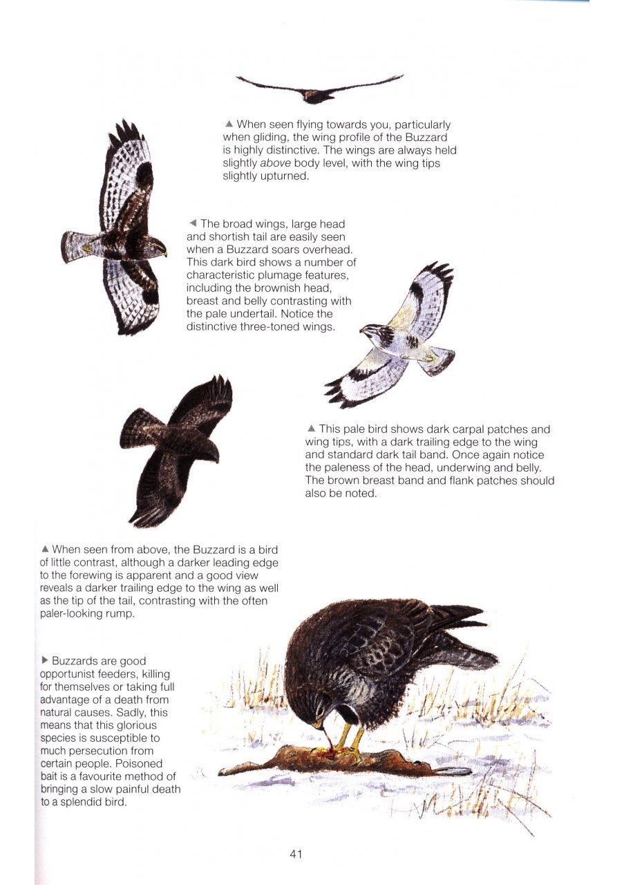 the complete garden bird book. how to identify and attract birds to your garden 2n edition