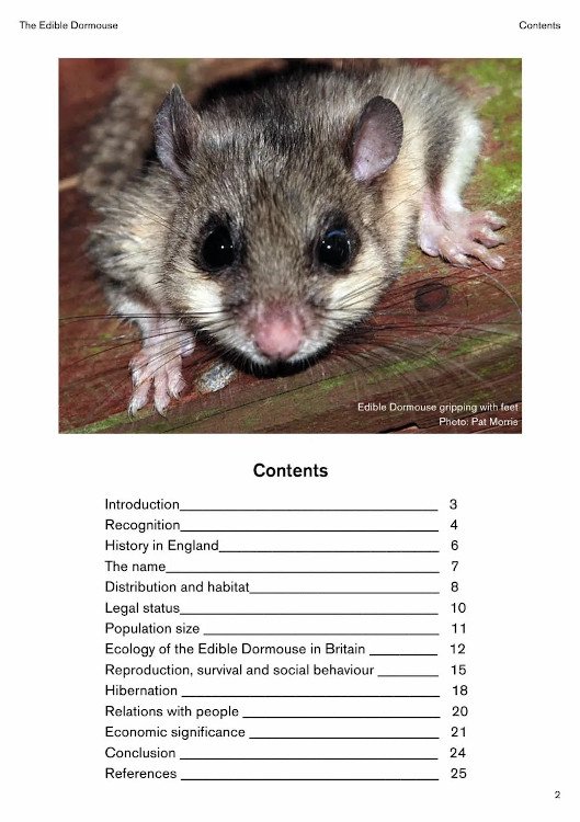 the edible dormouse (glis glis)