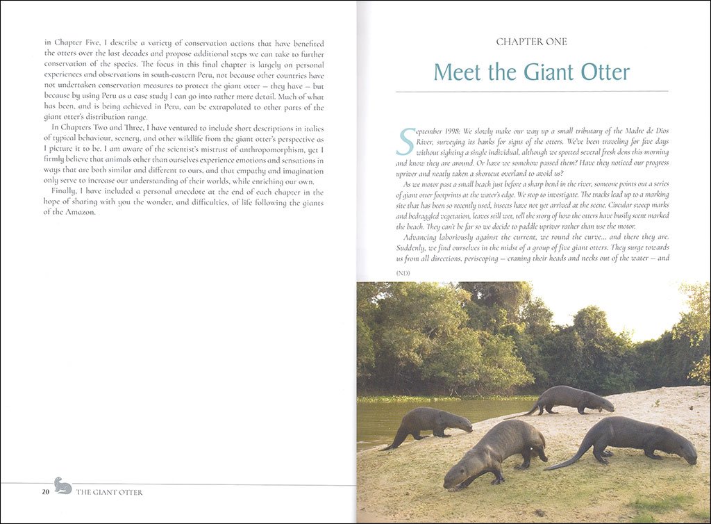 the giant otter. giants of the amazon