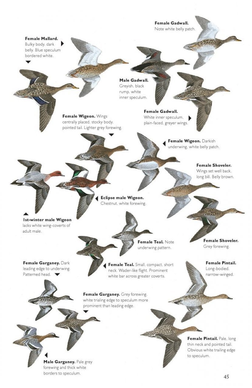 the helm guide to bird identification. an in-depth look at the confusion species