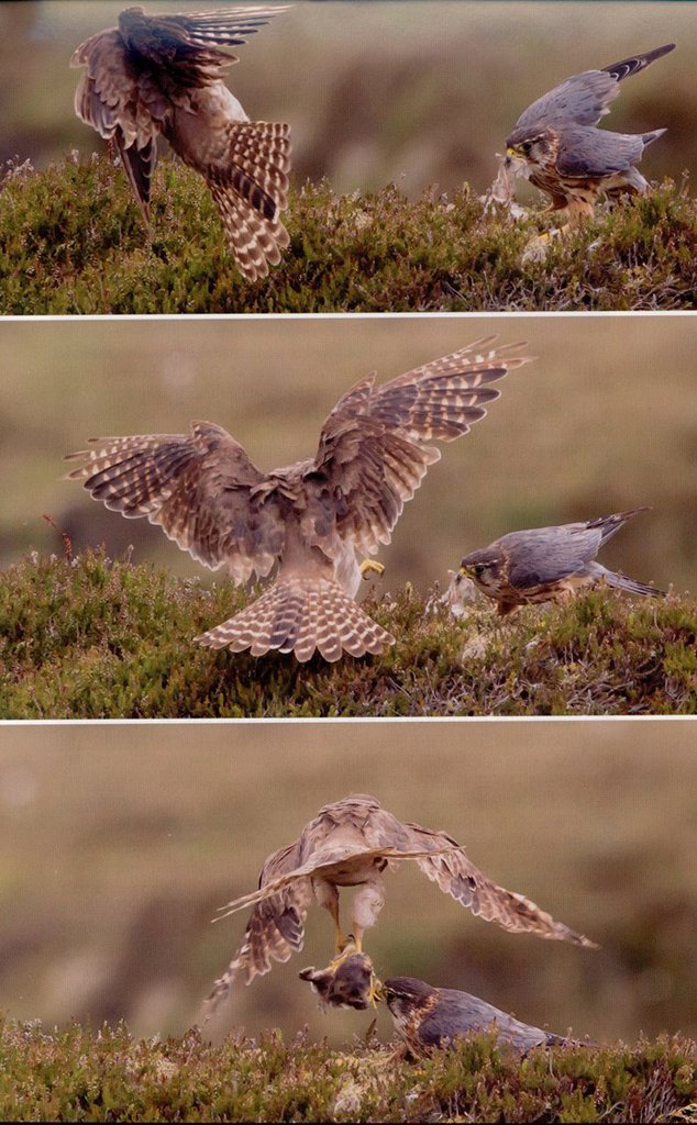 the merlin