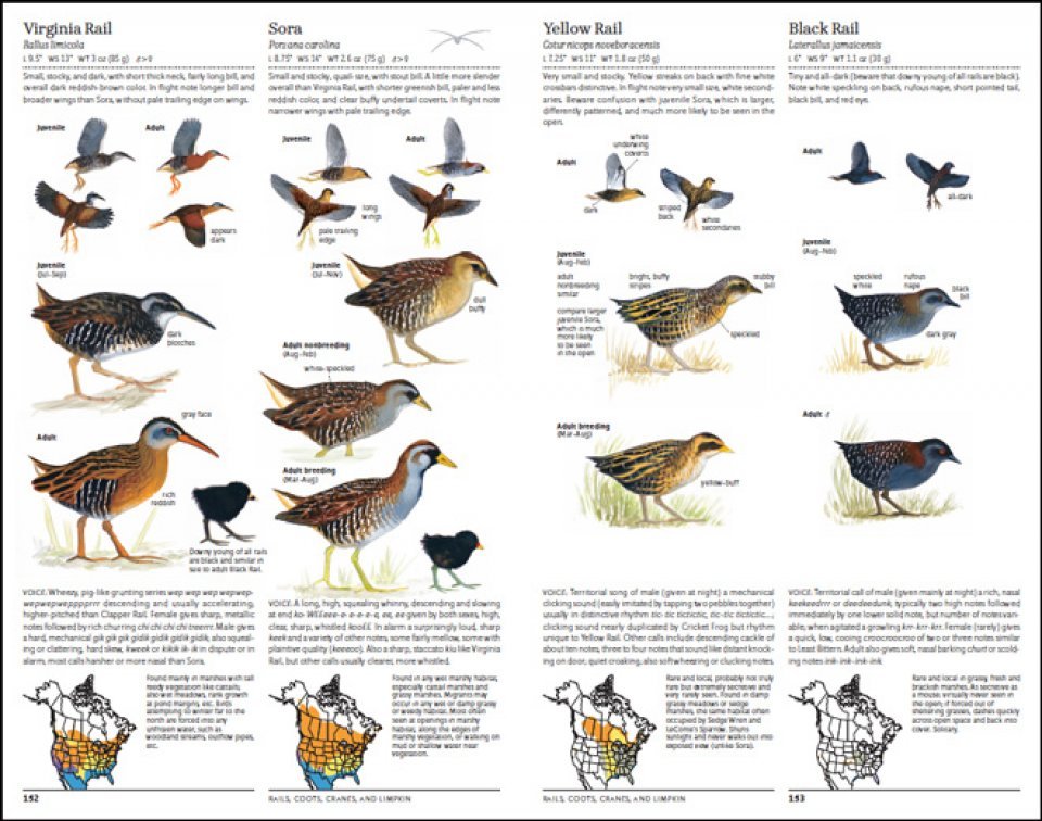 the north american bird guide. 2nd edition