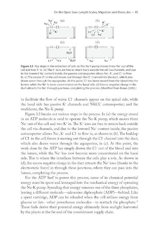 the physics of birds and birding: the sounds, colors and movements of birdds, and our tools for watching them