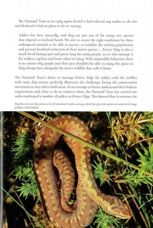 the secret life of the adder. the vanishing viper