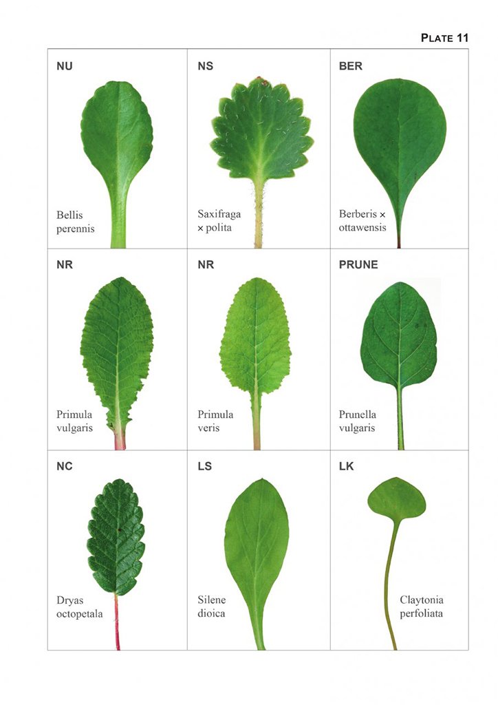 the vegetative key to the british flora. a new approach to naming british & irish vascular plants based on vegetative characters