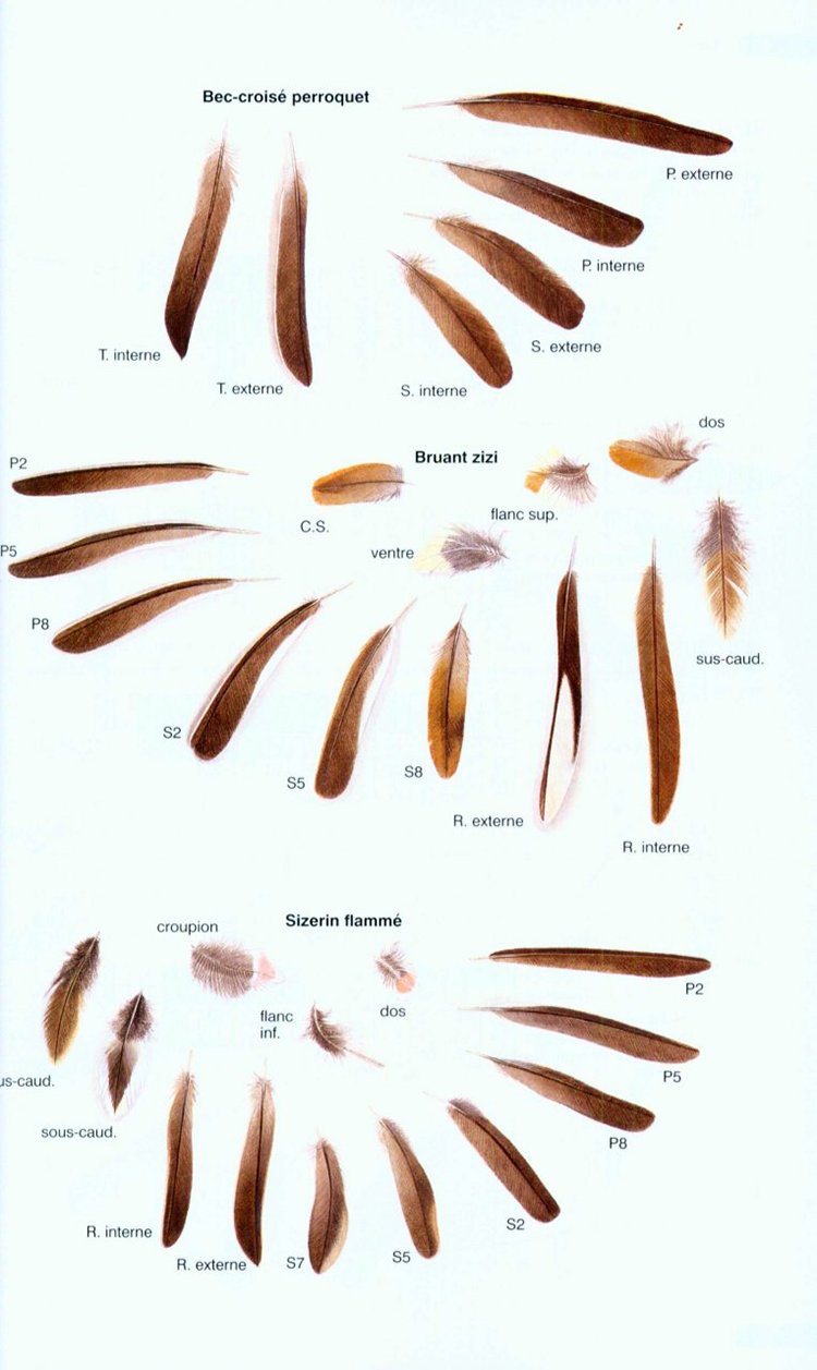 traces et indices d'oiseaux
