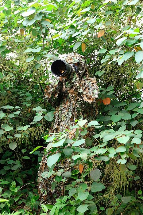 tragopan traje camuflaje