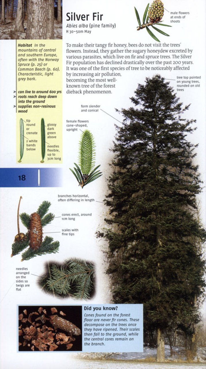 trees of britain and europe