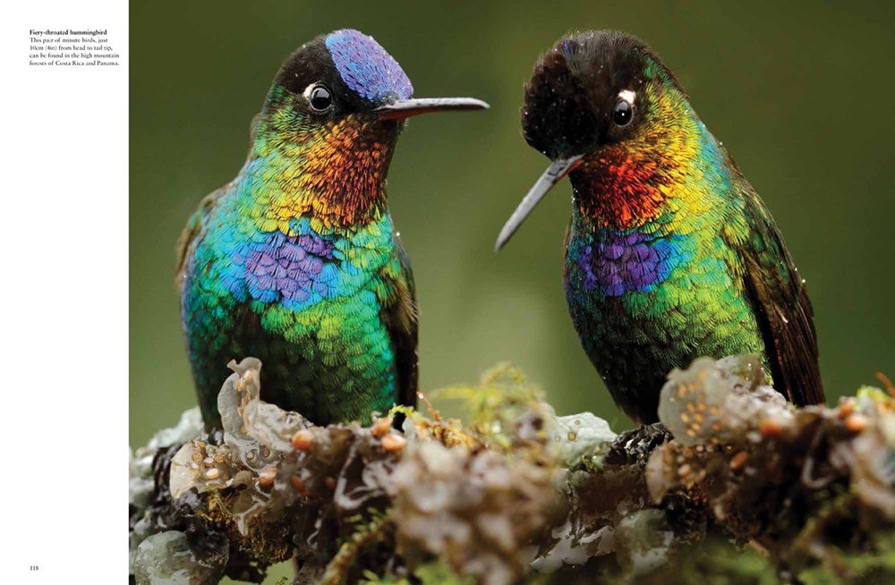 tropical birds